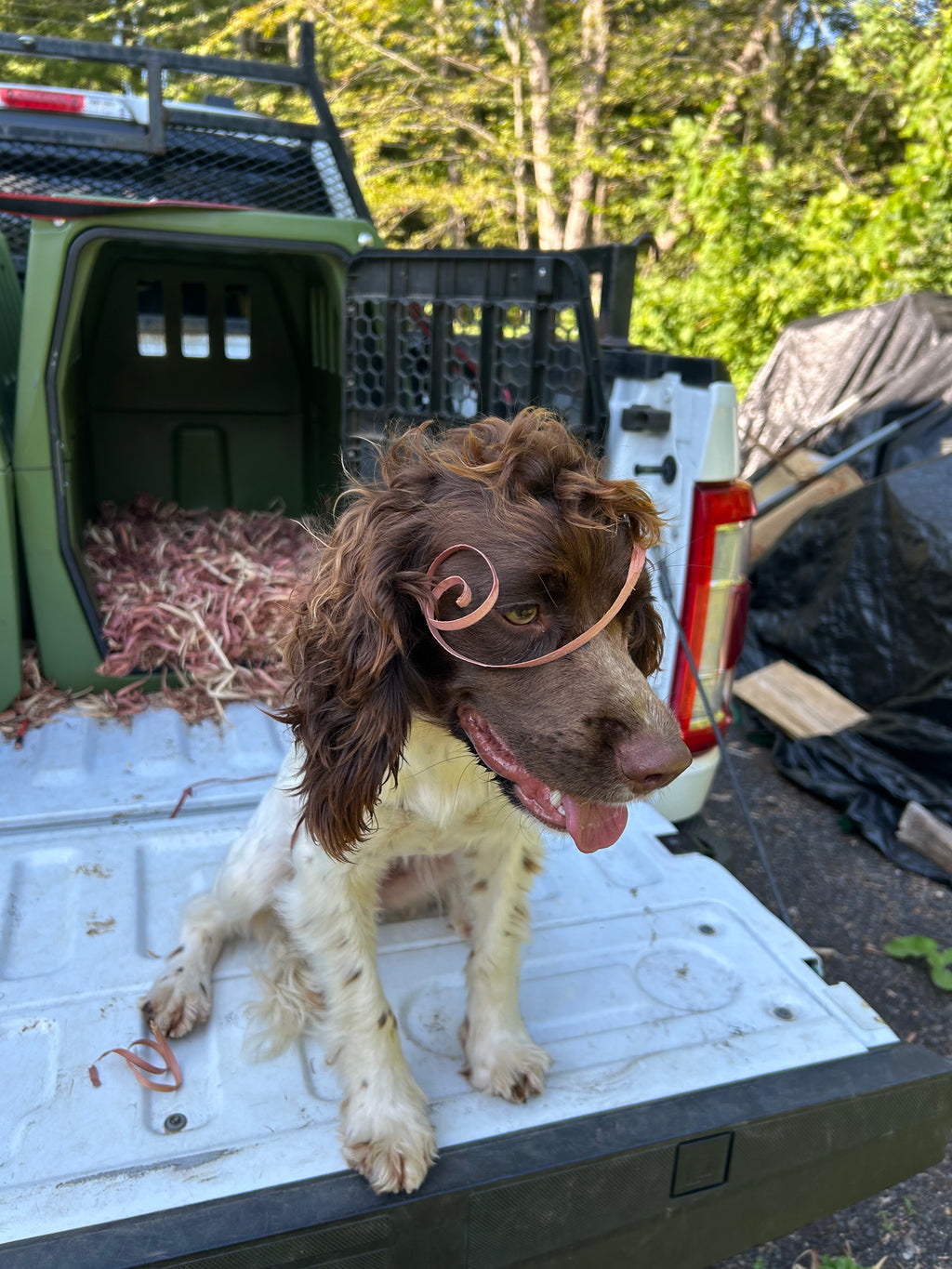 A spaniel dog sits in the bed of a white pickup truck, wearing a red cedar ribbon curl on her head. In the truck bed there is a dog kennel with a full bed of red cedar ribbon curl bedding visible in the background.
