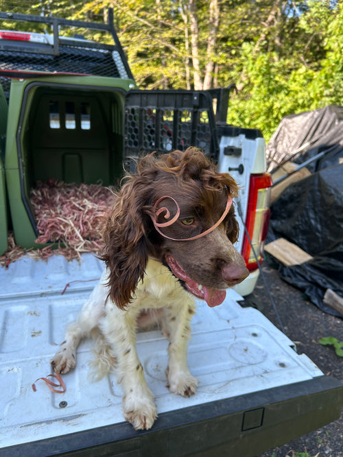 A spaniel dog sits in the bed of a white pickup truck, wearing a red cedar ribbon curl on her head. In the truck bed there is a dog kennel with a full bed of red cedar ribbon curl bedding visible in the background.