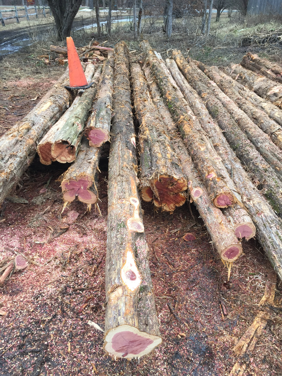 A pile of freshly cut red cedar logs with exposed ends showcasing the beauty and color of red cedar. 