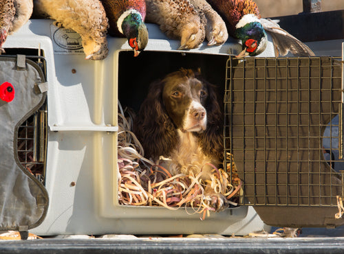 A brown and white spaniel dog sits inside a dog kennel lined with red cedar ribbon curls. There are several pheasants perched on top of the kennel siting in a truck bed.