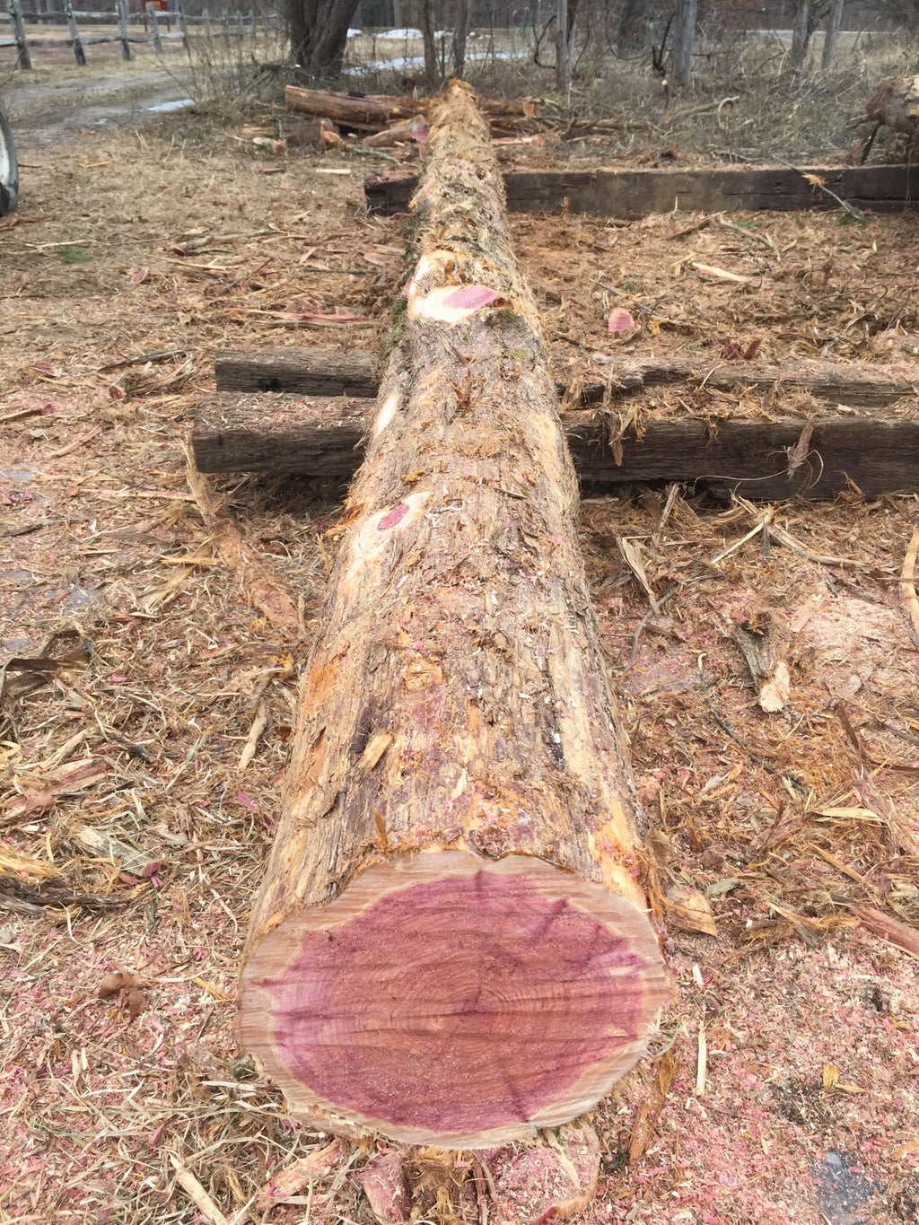 A freshly cut red cedar log with a vibrant cross-section, lying outdoors on a bed of sawdust and other logs. 