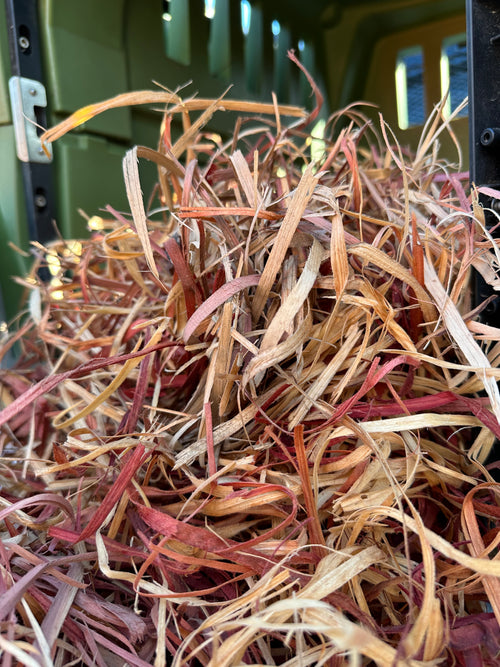 Red Cedar Dog Ribbon - Medium Box