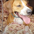 Pointing dog laying in a crate filled with red cedar ribbon. 